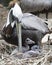 Brown Pelican stock Photos.  Brown Pelican bird with baby pelican