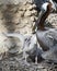 Brown Pelican stock Photos.  Brown Pelican bird with baby pelican.  Baby pelican spread wings.  Image. Portrait.  Picture. Photo