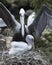 Brown Pelican stock Photos.  Brown Pelican bird with baby pelican. Spread wings. Protection baby. Image. Picture. Portrait. Close-