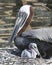 Brown Pelican stock Photos.  Brown Pelican bird close-up profile view on the nest with baby pelican