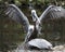 Brown Pelican stock Photos.  Brown pelican bird couple. Pelican image. Pelican photo. Pelican portrait. Pelican picture. Spread