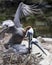Brown Pelican stock Photos.  Couple in courtship. Love birds. Picture. Image. Portrait
