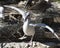 Brown Pelican stock Photos.  Image. Picture. Portrait. Brown pelican juvenile