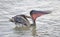 Brown Pelican swallowing fish