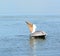 Brown Pelican Swallowing His Catch.