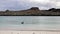 Brown pelican swimming near the beach of Chinese Hat island in Galapagos National Park, Ecuador