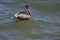 Brown pelican swimming in the sea