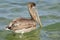 Brown pelican swimming in the sea