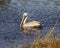 Brown pelican swimming in the wetlands beside the Marsh Trail in the Ten Thousand Islands National Wildlife Refuge.