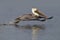 Brown Pelican taking flight from a lagoon - Fort De Soto Park, F