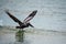 Brown Pelican Taking off in Flight