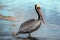 Brown Pelican at Ventura beach next to Santa Clara river wetland on California`s gold coast in the USA