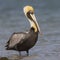 Brown Pelican Wading in Shallow Water - St. Petersburg