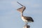 Brown pelican with wide bill, Sanibel Island, Florida