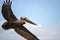 Brown Pelican wings spread flying in sky