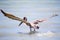 Brown Pelican Wings Spread in Ocean