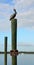 Brown pelican on wooden post