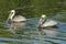 Brown Pelicans