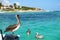 Brown pelicans in Caribbean sea next to the tropical paradise co