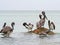 Brown Pelicans of Clearwater,Florida