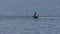Brown Pelicans fishing in Florida lake