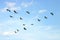 Brown pelicans in flight