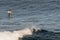 Brown Pelicans Flying over the Pacific Ocean in the surf in La Jolla, California