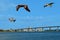 Brown pelicans flying over Sand Key in Florida