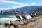 Brown pelicans in the old pier of Taltal (Chile)