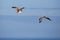 Brown Pelicans Pelecanus occidentalis flying in a blue sky in Oregon