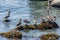 Brown Pelicans (Pelecanus occidentalis) perched on a rock