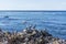 Brown Pelicans (Pelecanus occidentalis) perched on a rock