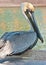 Brown pelicans resting on fish cleaning station in a tropical marina