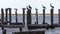 Brown Pelicans roosting on a Pier