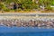 Brown Pelicans and Seagulls Finding Respite on Malibu\\\'s Shallows