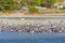Brown Pelicans and Seagulls Resting on Malibu\\\'s Shallows
