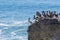 Brown Pelicans sitting on a cliff, Wilder Ranch State Park, California