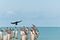 Brown pelicans sitting or standing on wood pilings