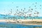 Brown Pelicans in Synchronized Flight from Malibu\\\'s Shallow Waters