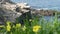 Brown pelicans with throat pouch and double-crested cormorants after fishing, rock in La Jolla Cove. Sea bird with large