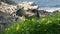 Brown pelicans with throat pouch and double-crested cormorants after fishing, rock in La Jolla Cove. Sea bird with large