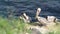 Brown pelicans with throat pouch and double-crested cormorants after fishing, rock in La Jolla Cove. Sea bird with large