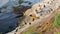 Brown pelicans with throat pouch and double-crested cormorants after fishing, rock in La Jolla Cove. Sea bird with large