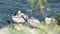 Brown pelicans with throat pouch and double-crested cormorants after fishing, rock in La Jolla Cove. Sea bird with large beak on