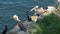 Brown pelicans with throat pouch and double-crested cormorants after fishing, rock in La Jolla Cove. Sea bird with large beak on