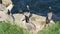 Brown pelicans with throat pouch and double-crested cormorants after fishing, rock in La Jolla Cove. Sea bird with large beak on