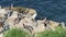 Brown pelicans with throat pouch and double-crested cormorants after fishing, rock in La Jolla Cove. Sea bird with large beak on