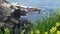 Brown pelicans with throat pouch and double-crested cormorants after fishing, rock in La Jolla Cove. Sea bird with large beak on