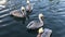 Brown pelicans on the water at Key Largo