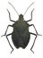 Brown Pentatomid bug Mustha spinosula